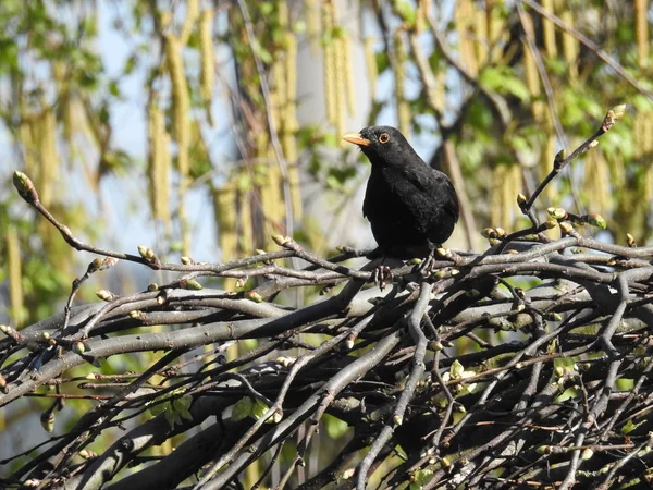 Blackbird Sitter Träd Titta Omgivningen — Stockfoto