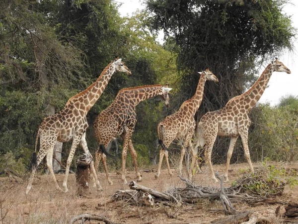 Sırada yürüyen zürafalar