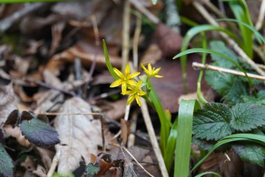 Sarı yıldız ormanda çiçek açar.