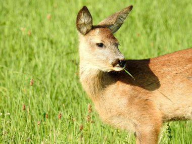 Tarlada geyik, bakma, yeme