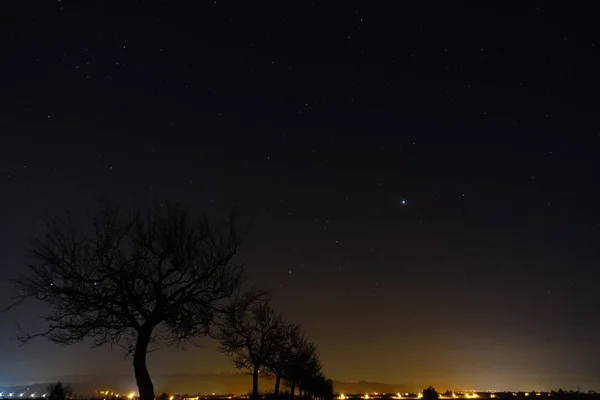 Bäume Und Stadt Unter Dem Nachthimmel — Stockfoto