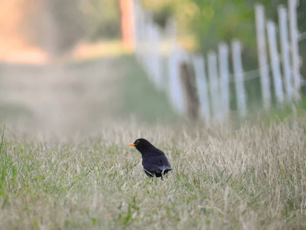 Blackbird Siedzi Boisku Dziób — Zdjęcie stockowe