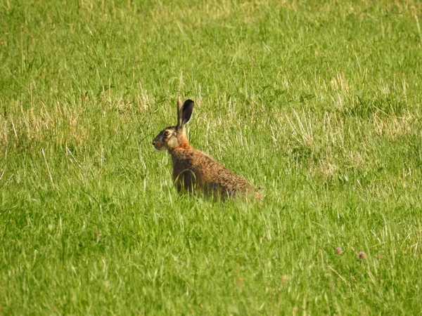 Hare Sitter Fältet Tittar — Stockfoto