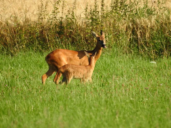 Rådjur Med Fawn Fältet — Stockfoto