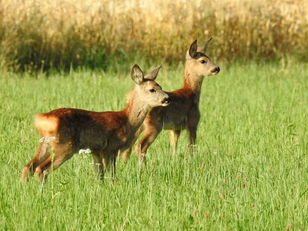 Twee Herten Veld Zoek Eten — Stockfoto