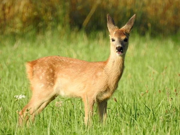 Deer Field Looking Eating — Stock Photo, Image