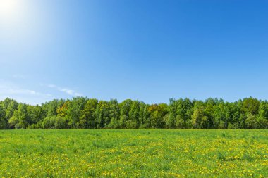 Çayır çiçeklerle sıcak gün, bahar zamanı