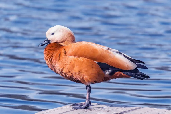 Red duck (Tadorna ferruginea) by the lake surface