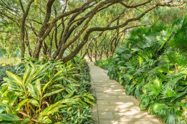 Şehir Parkı dar yolda. Shenzhen. Çin