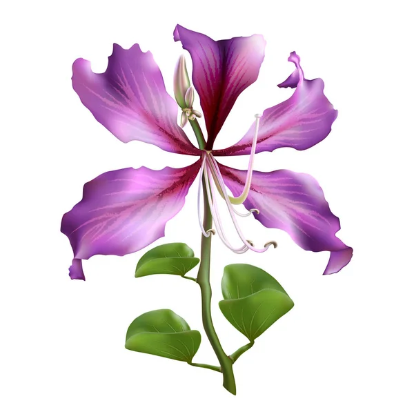 Рожевий Bauhinia Пурпурова Ізольовані Білому Тлі Векторні Ілюстрації — стоковий вектор