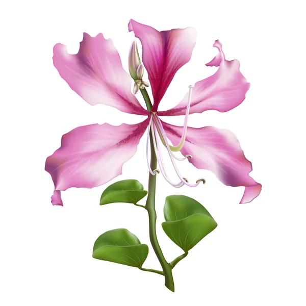 Rosa Bauhinia Purpurea Aislada Sobre Fondo Blanco Ilustración Vectorial — Vector de stock