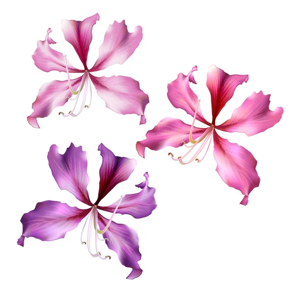 白い背景に分離された茎 葉のみバウヒニア ピンク花のセットです ベクトル図 — ストックベクタ