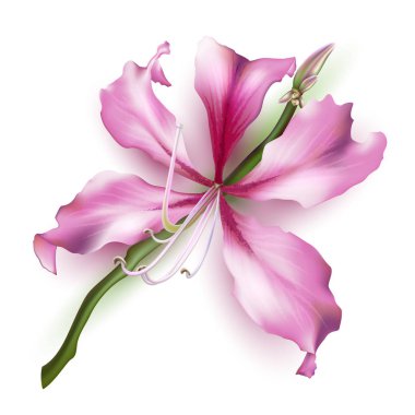 Pembe Bauhinia Purpurea beyaz arka plan üzerinde izole. Vektör çizim.