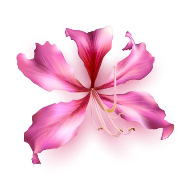 Pembe Bauhinia Purpurea beyaz arka plan üzerinde izole. Vektör çizim.