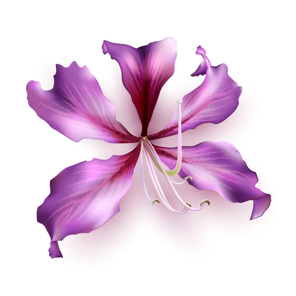 Bauhinia Purpurea Rosa Isolata Fondo Bianco Illustrazione Vettoriale — Vettoriale Stock