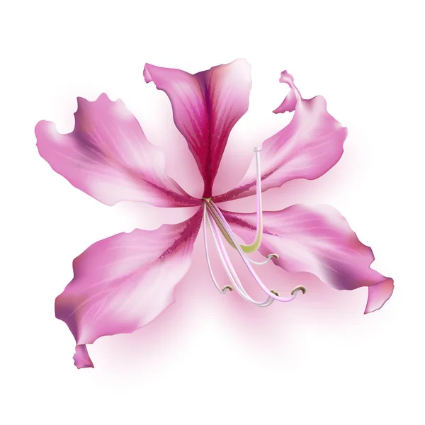 Pink Bauhinia Purpurea Isolated White Background Vector Illustration — Stock Vector
