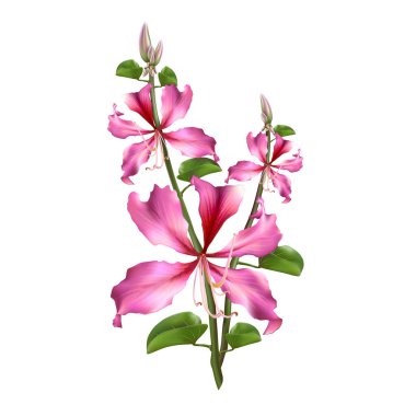 Pembe Bauhinia Purpurea beyaz arka plan üzerinde izole. Vektör çizim.