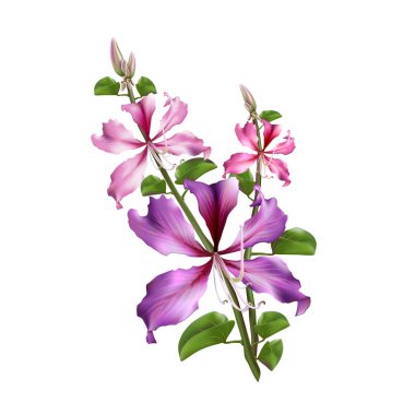 Pembe Bauhinia Purpurea beyaz arka plan üzerinde izole. Vektör çizim.