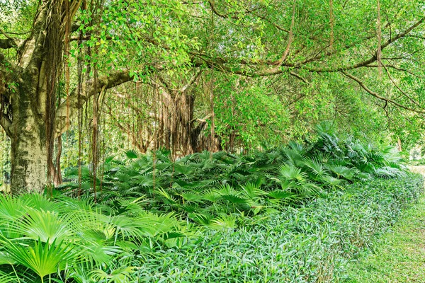 İnanılmaz Banyan Ağacı dalları. Şehir parkı. Shenzhen. Çin.