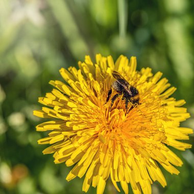 Güneşli bir günde karahindiba çiçeği üzerinde Bumblebee.