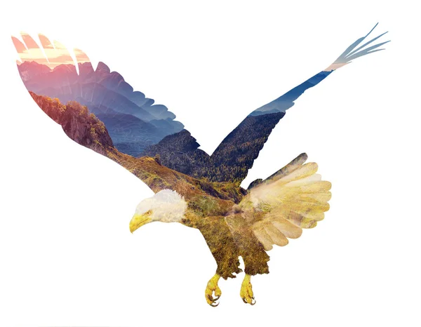 Weißkopfseeadler Auf Weißem Hintergrund Illustration Der Doppelbelichtung — Stockfoto