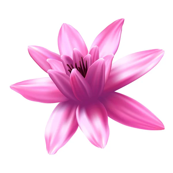 Lotus Květ Izolované Bílém Pozadí Vektorová Ilustrace — Stockový vektor