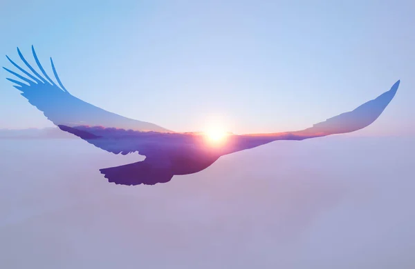 秃鹰在日落天空背景双重曝光例证 — 图库照片