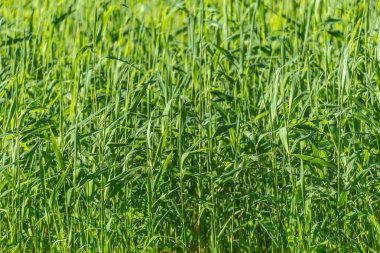 Baston bitki arka plan.