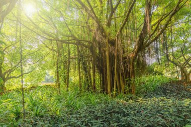 İnanılmaz Banyan Ağacı dalları. Şehir parkı. Shenzhen. Çin.