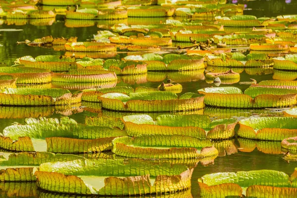 Большие Зеленые Листья Лотоса Болоте Городской Парк Шэньчжэнь Китай — стоковое фото
