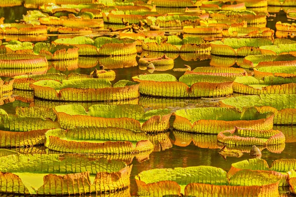 Grandes Folhas Verdes Lótus Pântano Parque Cidade Shenzhen China — Fotografia de Stock