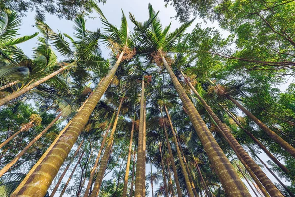 海滨公园里的棕榈树 — 图库照片