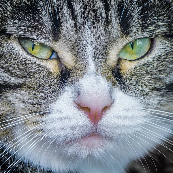 Nahaufnahme Der Weiblichen Katzenschnauze — Stockfoto