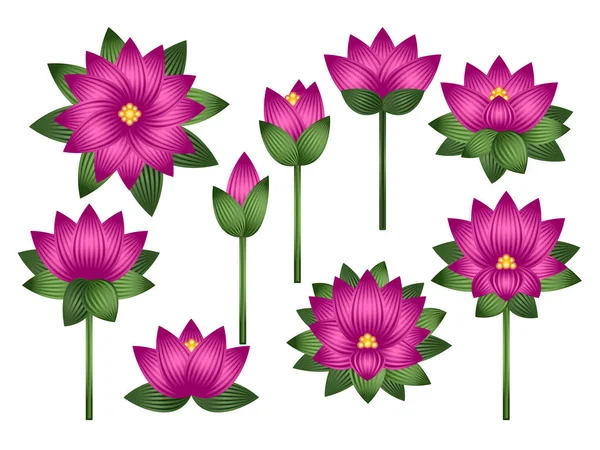 Conjunto Flores Loto Aisladas Sobre Fondo Blanco Ilustración Vectorial — Vector de stock