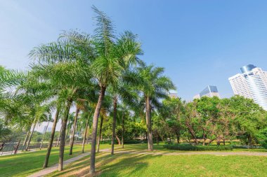 Gün zaman Şehir Parkı görünümünü. Shenzhen. Çin.