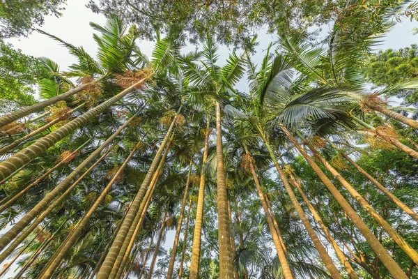 Palm trees in the city park by the beach.