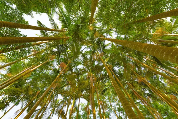 Palmy Parku Miejskim Przy Plaży — Zdjęcie stockowe