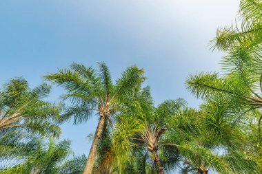 Şehir parkında sahildeki palmiye ağaçları.