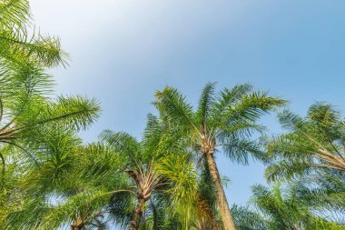 Şehir parkında sahildeki palmiye ağaçları.