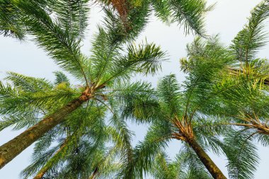 Şehir parkında sahildeki palmiye ağaçları.
