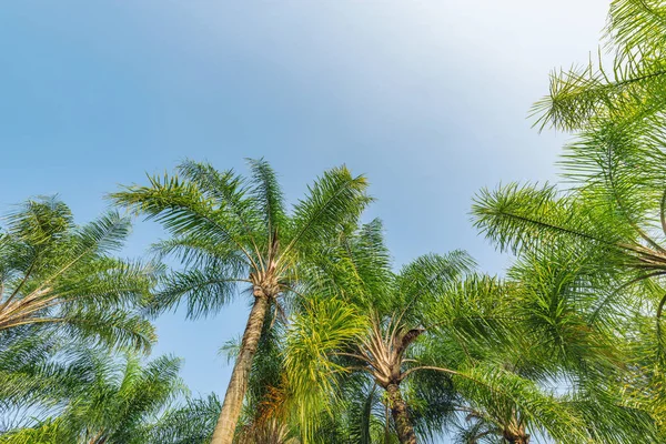 Şehir parkında sahildeki palmiye ağaçları.