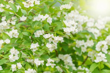 Yasemin çiçekleri.