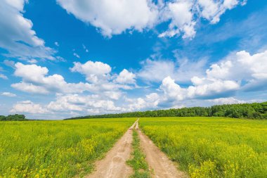 Sıcak bir günde yaz saati çiçeklere alanıyla kirli yolda