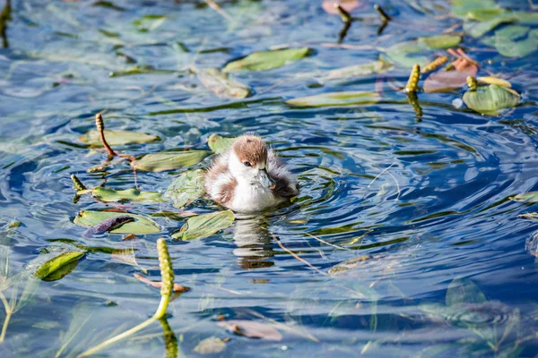 Baby Der Roten Ente Tadorna Ferruginea Auf Der Oberfläche Des — Stockfoto
