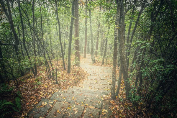 Caminho Pedra Molhada Floresta Nebulosa Noite Parque Florestal Zhangjiajie China — Fotografia de Stock