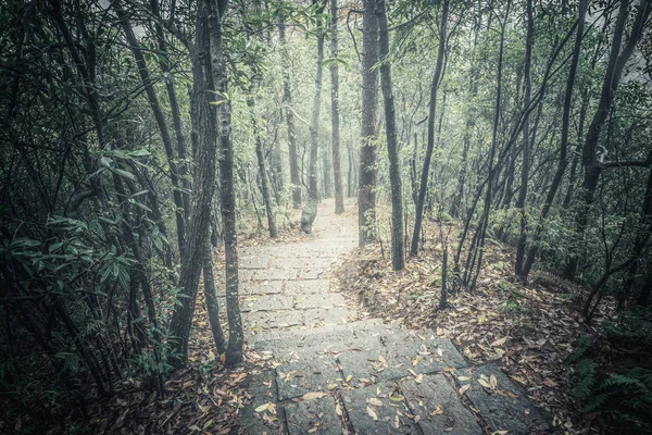 Wet stone path in the foggy forest at evening time. Zhangjiajie Forest Park. China.
