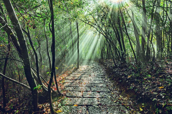 Zon Breekt Door Mist Moment Van Ochtend Zhangjiajie Forest Park — Stockfoto