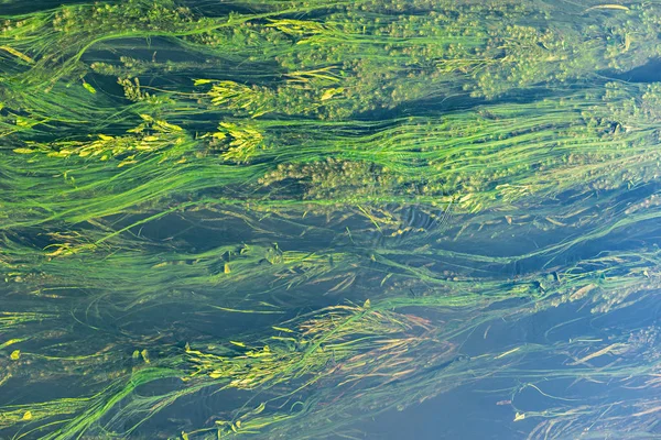 Algues Dans Rivière Journée Ensoleillée — Photo
