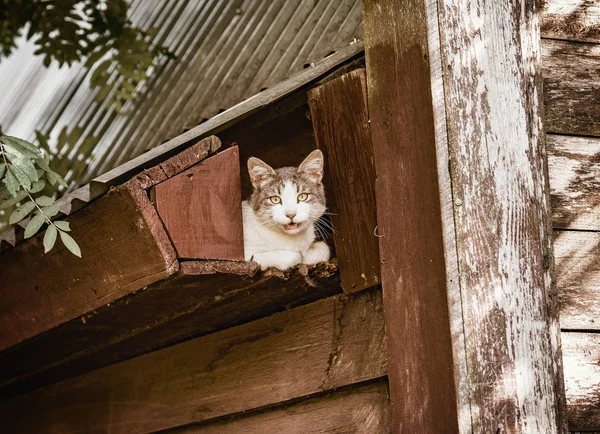 Cat Private House Roof — Stock Photo, Image