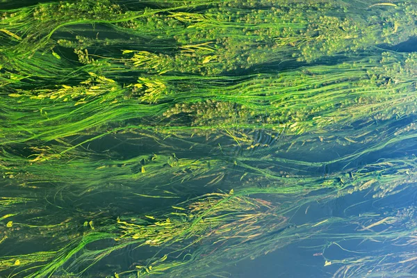 Algues Dans Rivière Journée Ensoleillée — Photo